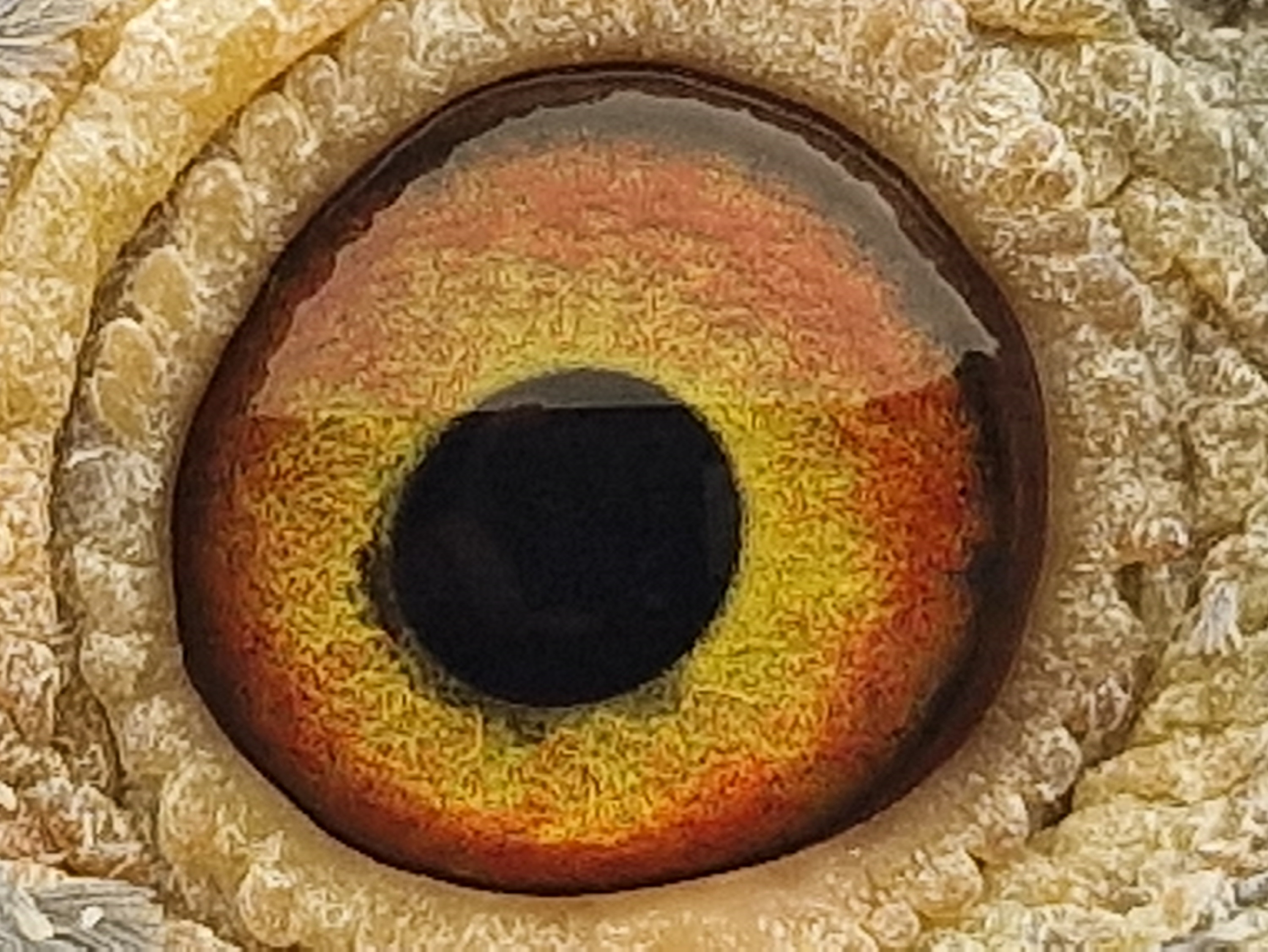 Pigeon eye